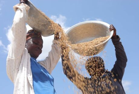 Women with rice